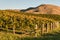 New Zealand vineyard in autumn