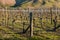 New Zealand vineyard in late autumn