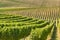 New Zealand vineyard on rolling hills