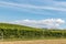 New Zealand vineyard on sunny hill in summertime