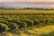 New Zealand vineyard at sunset