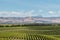 New Zealand vineyards across rolling hills
