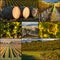 New Zealand vineyards in autumn