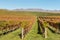 New Zealand vineyards in autumn with mountain range