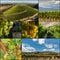 New Zealand vineyards collage