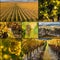 New Zealand vineyards at harvest time