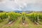 New Zealand vineyards landscape with dramatic sky