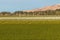 New Zealand vineyards in summer