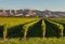 New Zealand vineyards at sunset