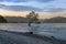 New Zealand Wanaka lake with alone tree during sunset