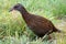 New Zealand weka