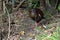 New Zealand weka