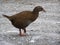 A New Zealand Weka