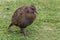 New Zealand Weka