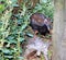 New Zealand Weka (Gallirallus australis)