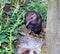 New Zealand Weka (Gallirallus australis)