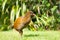 New Zealand weka wandering around on lawn