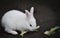 New Zealand White Rabbit, Qingdao, China