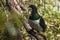 New Zealand Wood Pigeon