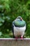 New Zealand wood pigeon