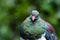 New Zealand wood pigeon