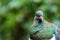 New Zealand wood pigeon