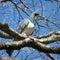 New Zealand Wood Pigeon