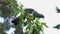 New Zealand wood pigeon eating leaves on tree