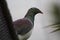 New Zealand wood pigeon Kereru