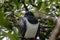 New Zealand Wood Pigeon, or Kereru, on branch