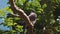 New Zealand Wood Pigeon sitting on branch