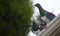 New Zealand Wood Pigeons