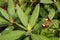 New Zealand yellow admiral butterfly on rhododendron leaf