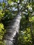 New Zealand: young kauri tree