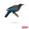 New Zeland tui bird color flat icon for web and mobile design