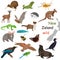 New Zeland wild animals color flat icons set for web and mobile design