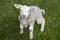 Newborn adorable lamb, yeanling, looking up, standing in the pasture
