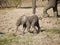 Newborn African bush elephant calf