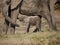 Newborn African bush elephant calf