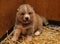 Newborn Akita Inu puppy