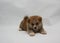 Newborn Akita Inu puppy