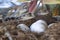 Newborn alligator near the egg laying in the nest.