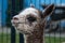 A newborn alpaca closeup of the face and head