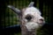 A newborn alpaca closeup of the face and head while she smiles