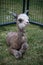 A newborn alpaca smiling after learning how to lay down