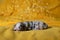 Newborn Australian Shepherd puppy is lying on warm yellow soft blanket. Bokeh from garland in background. Aussie puppy is blue