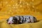 Newborn Australian Shepherd puppy is lying on warm yellow soft blanket. Bokeh from garland in background. Aussie puppy is blue