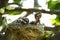 Newborn Australian Willy Wagtail baby birds in nest