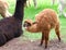 Newborn baby Alpaca animal near his mother