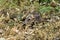 Newborn baby barking deer